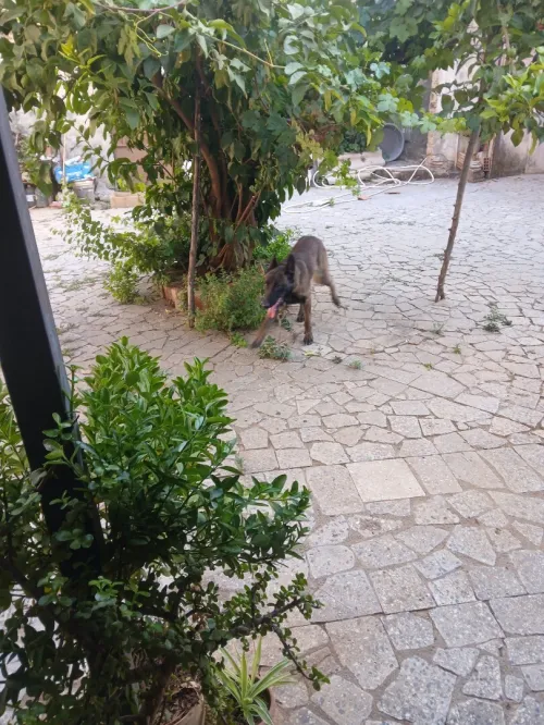 Mal malinois agressif age 2ans 