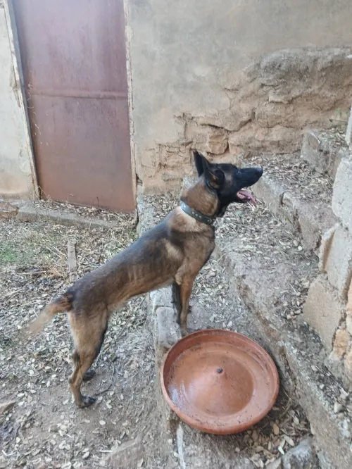 Mal malinois de  2ans 