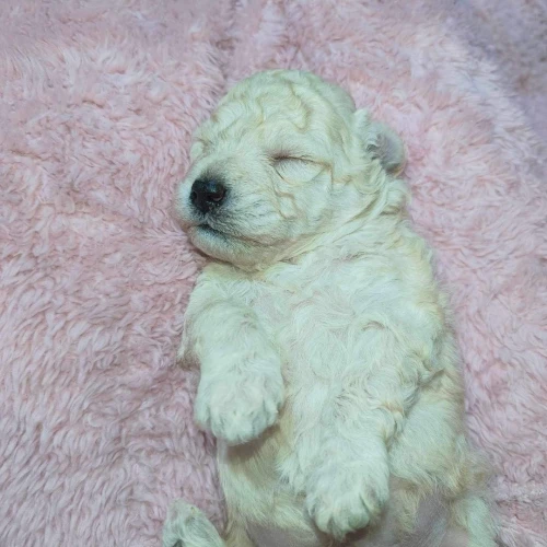 Caniche bichon frisé de Race pure 