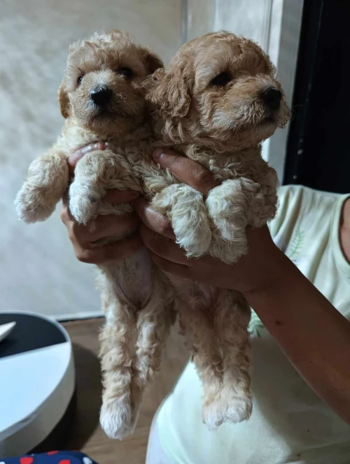 Caniche bichon frisé de Race pure 
