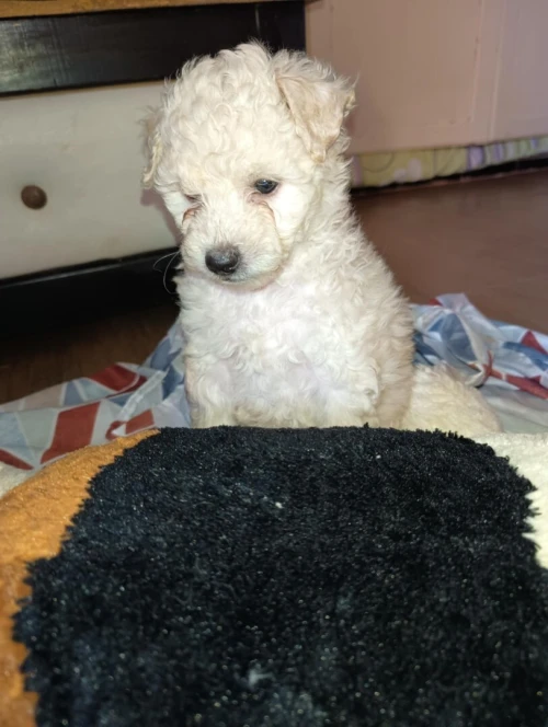 Caniche bichon frisé de Race pure 
