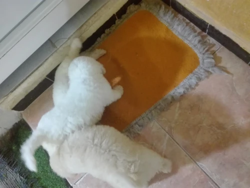 Caniche bichon frisé de Race pure 