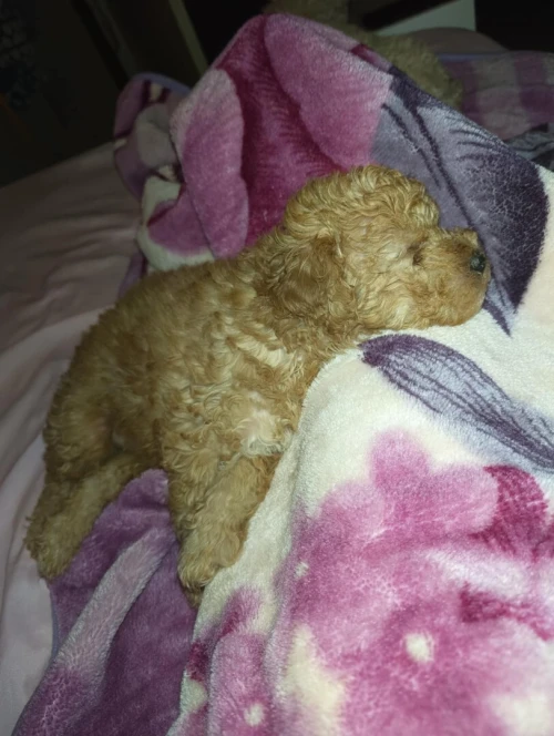 Caniche bichon frisé de Race pure 