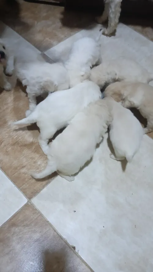 Caniche bichon