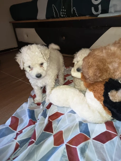 Caniche bichon frisé de Race pure 
