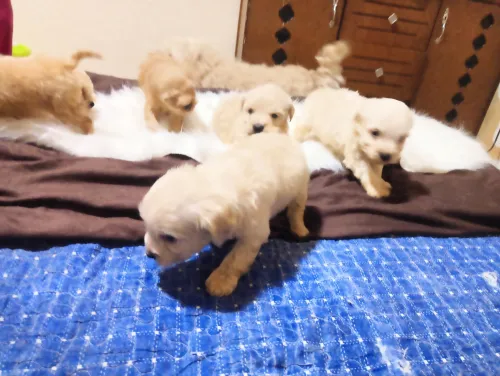 Caniche bichon