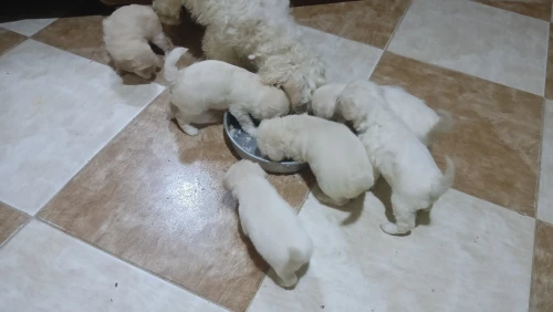 Caniche bichon