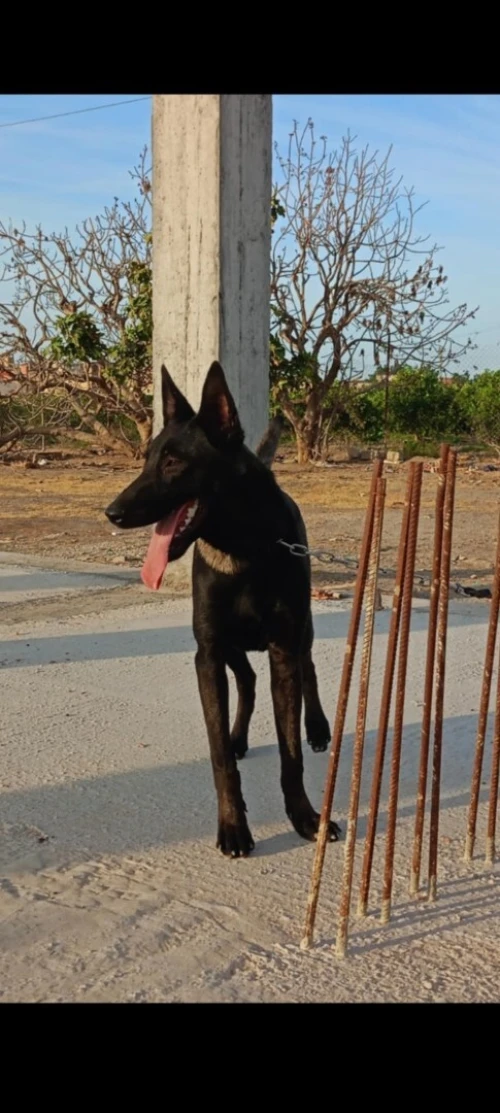 Malinois bleu mexicain