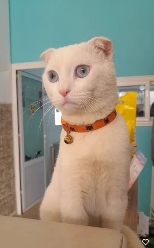 Chatton scottish fold et british. sh.h