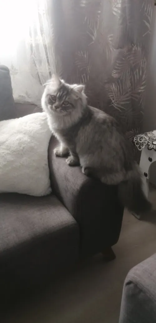 CHATAN MALE DE 3 MOIS PERSAN ADORABLE