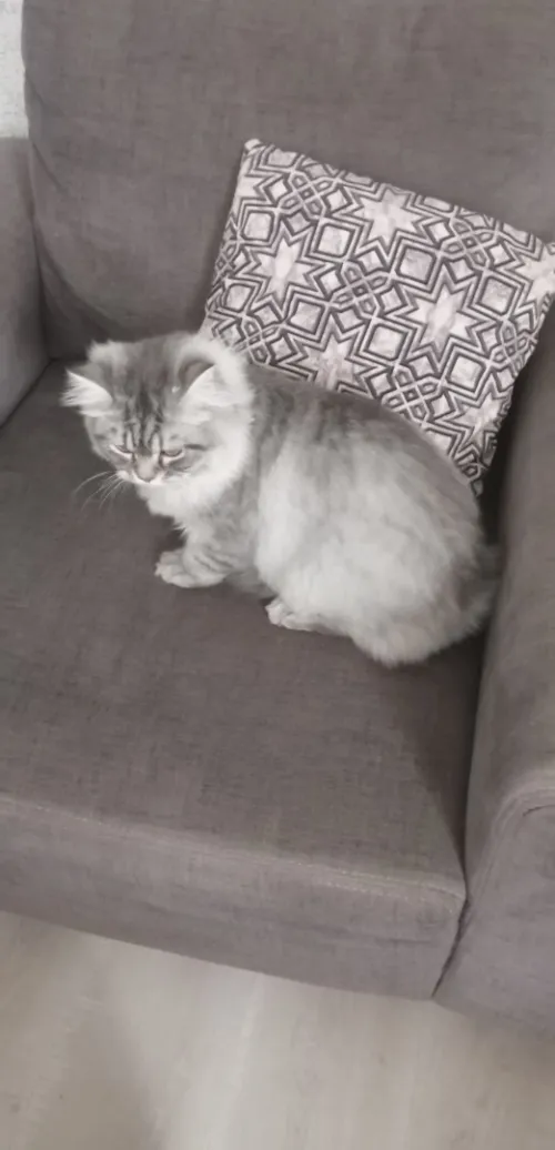 CHATAN MALE DE 3 MOIS PERSAN ADORABLE