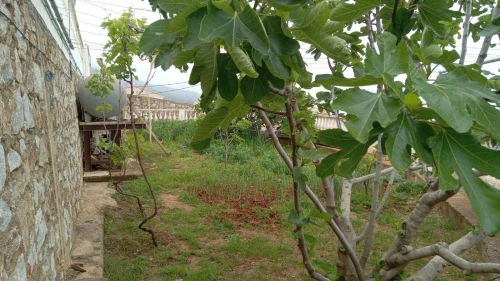 Vente Villa Tizi Ouzou Azeffoun