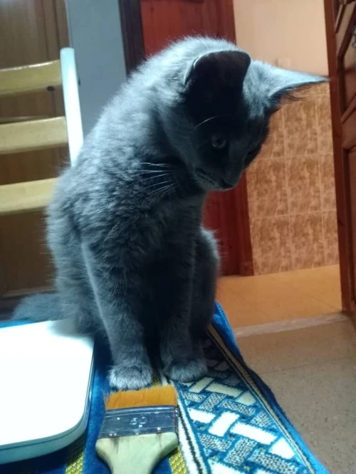 Chat femelle bleu russe