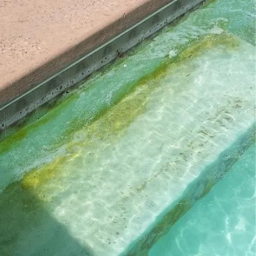 ANTIALGUES POUR PISCINES