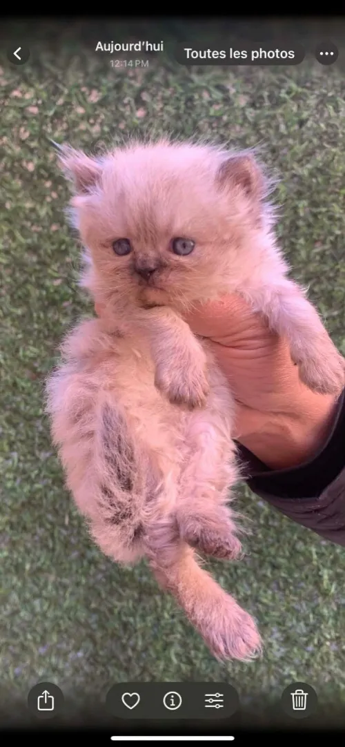 Chatons persan