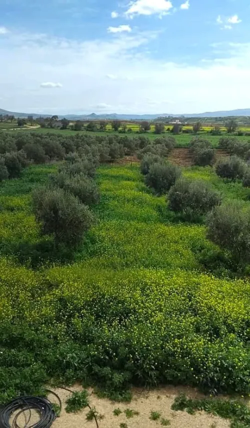 Vente Villa Tlemcen Marsa ben mhidi
