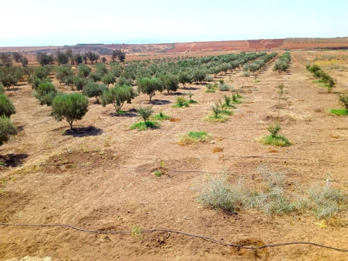 Vente Villa Tlemcen Marsa ben mhidi