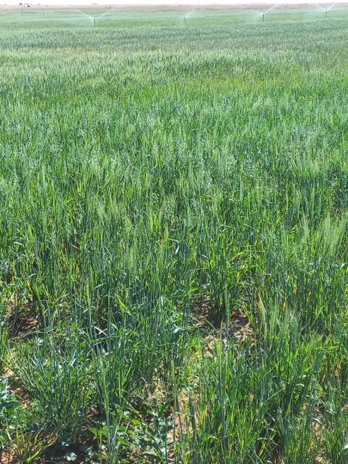 Vente Terrain Agricole Djelfa Benhar
