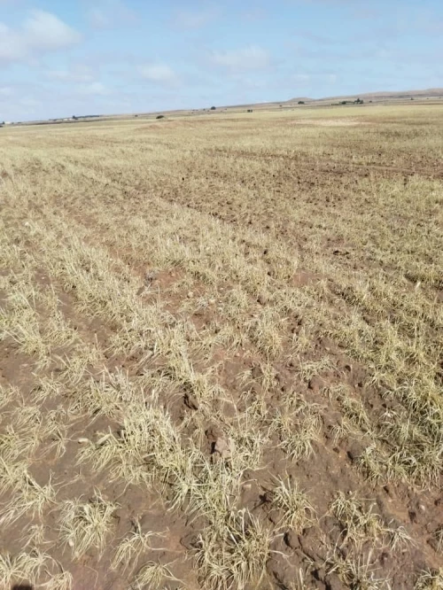Vente Terrain Agricole Djelfa Benhar