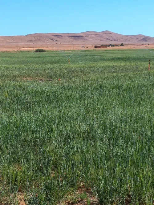 Vente Terrain Agricole Djelfa Benhar
