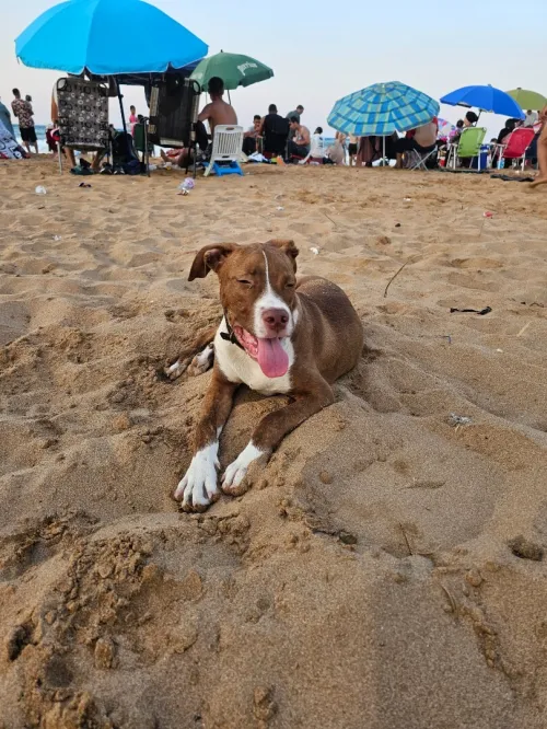 Pitbul red nos