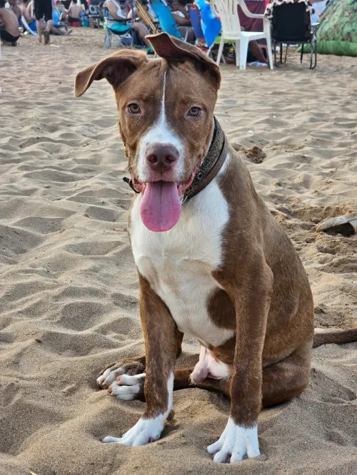 Pitbul red nos