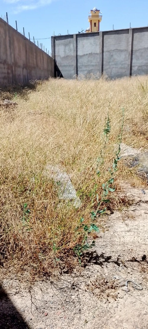 Vente Terrain Sidi Bel Abbès Sidi bel abbes