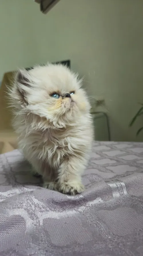 Persan himalaya peke face