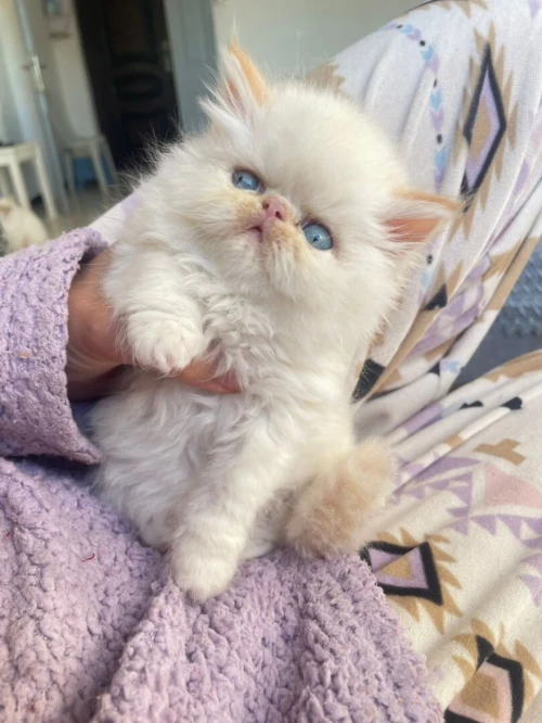 Male himalaya peke face