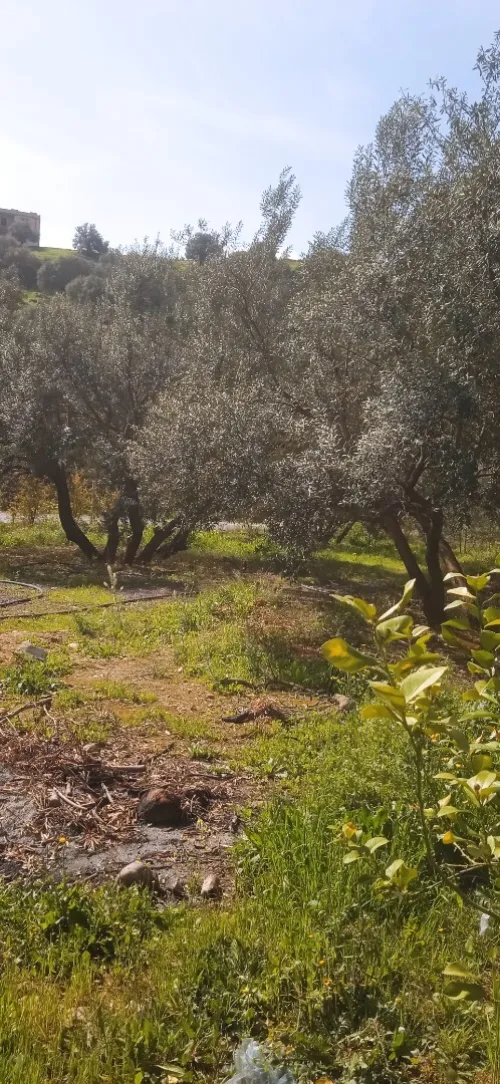 Vente Terrain Bouira Ahnif