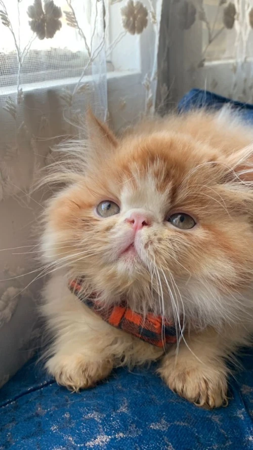 4 Chat persan van pure race peluche très adorable à bon  prix