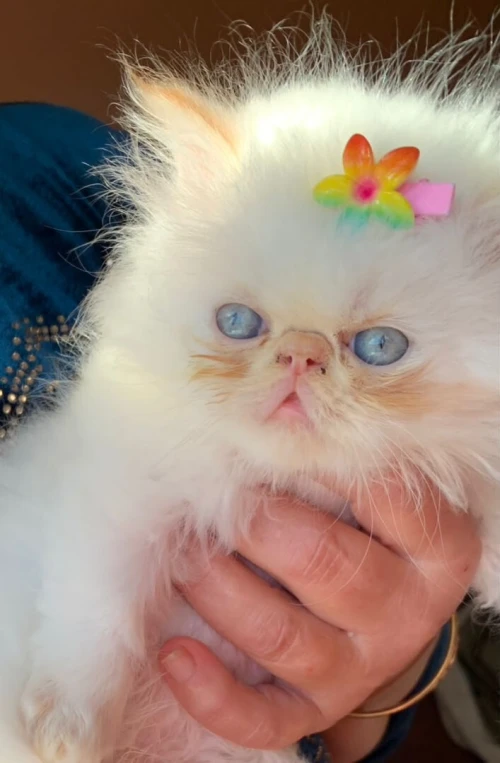 Chat persan himalaya red point pure race