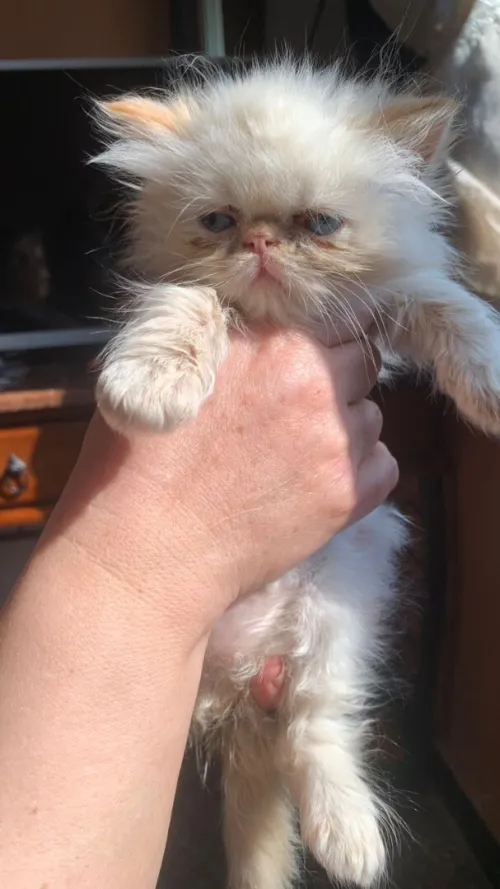 Chat persan himalaya pure race