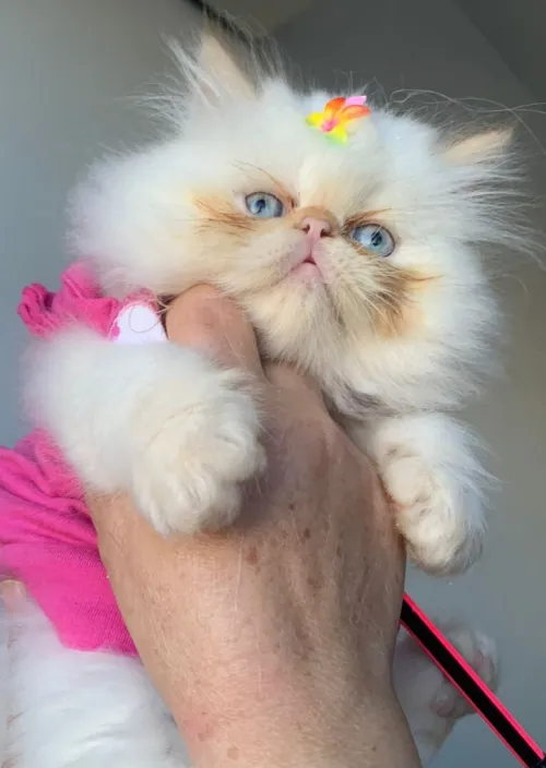 Chat persan himalaya red point pure race à bon prix