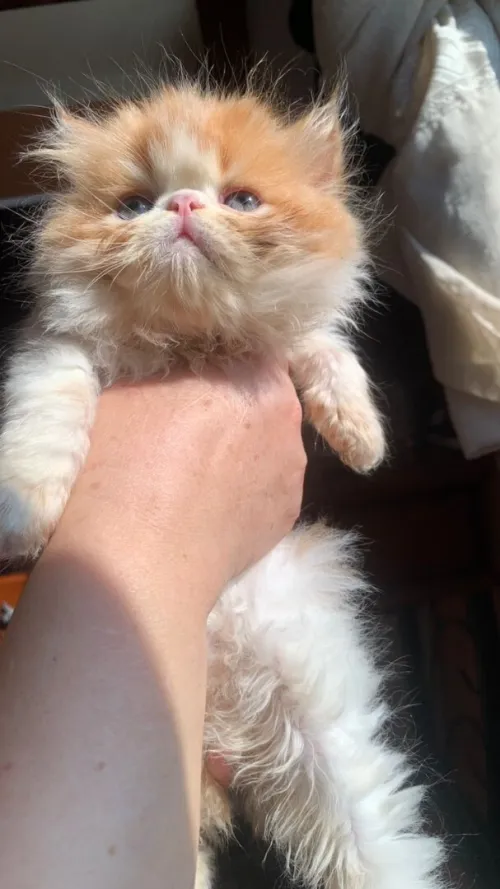 Chat persan van pure race