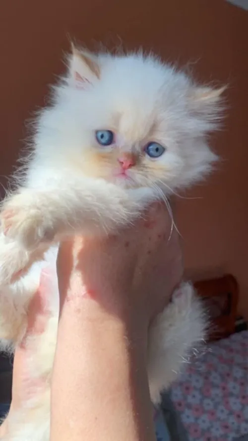 Chat persan himalaya red point pure race