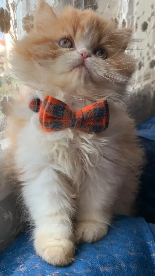 4 Chat persan van pure race peluche très adorable à bon  prix