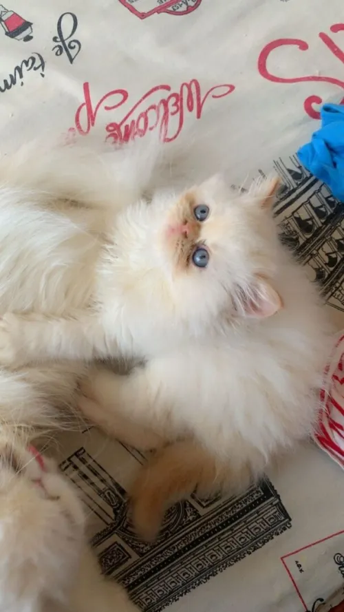 Chat persan himalaya pure race à bon prix