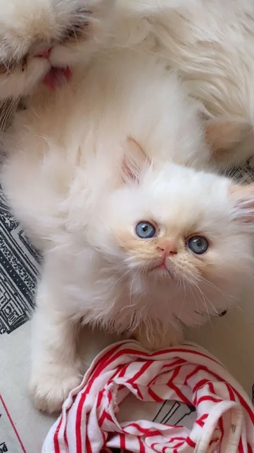 Chat persan himalaya pure race à bon prix