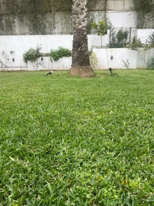 Gazon naturel عشب طبيعي