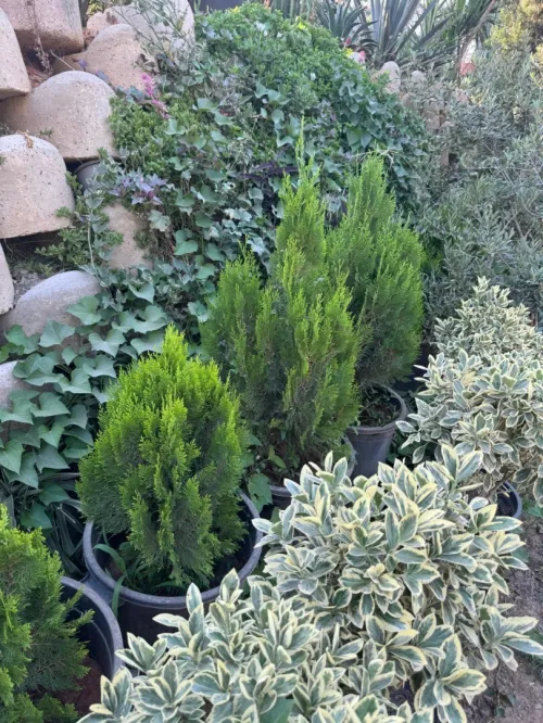 Gazon naturel عشب طبيعي
