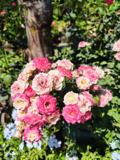 Gazon naturel عشب طبيعي