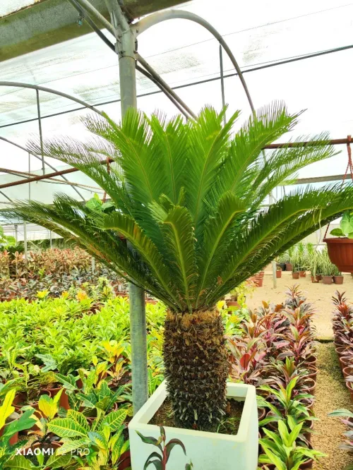 Gazon naturel عشب طبيعي