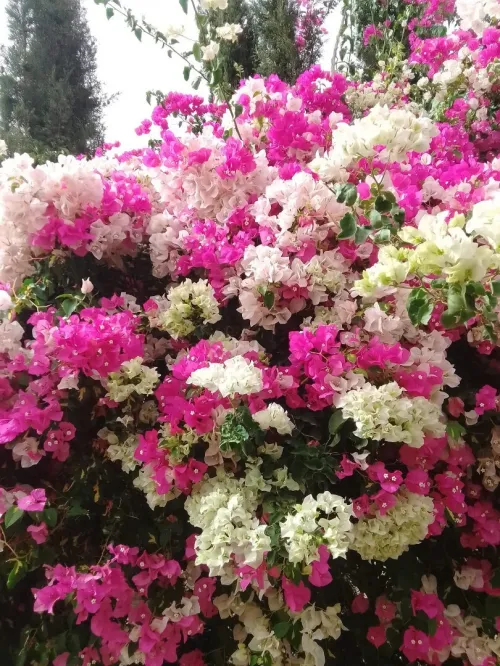 Gazon naturel عشب طبيعي