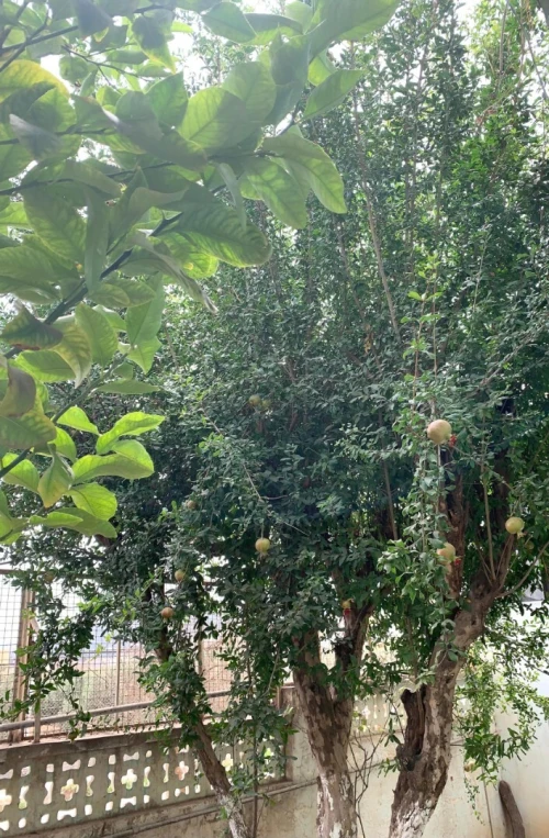 Vente Villa Tlemcen Tlemcen