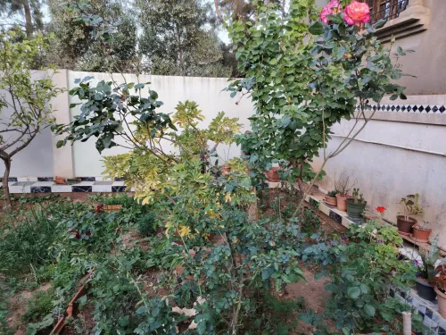 Vente Villa Tlemcen Ain youcef