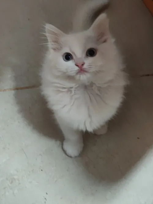 5 chatons
