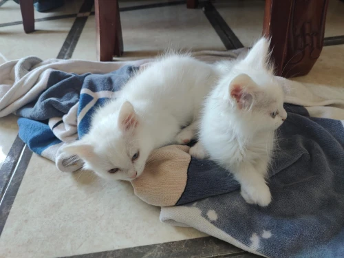 5 chatons
