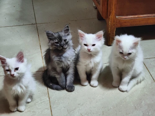 5 chatons