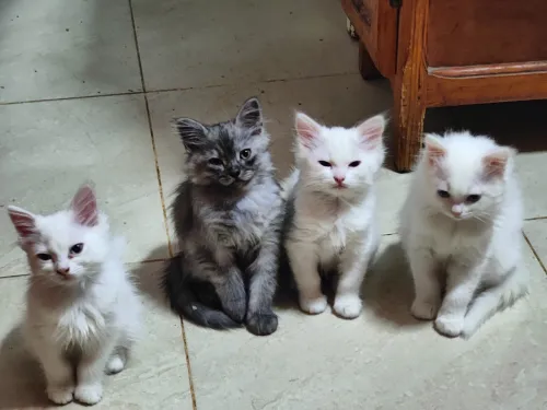 5 chatons